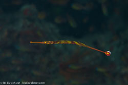 BD-141021-Bali-5699-Dunckerocampus-pessuliferus.-Fowler.-1938-[Yellowbanded-pipefish].jpg